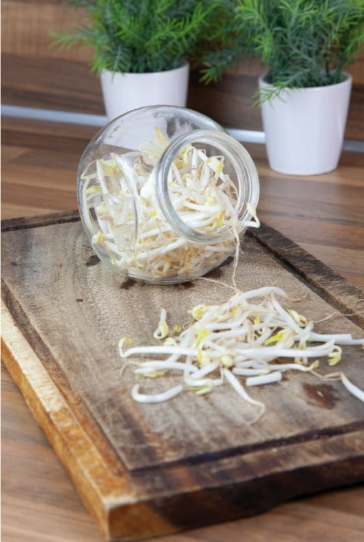 Sprouting vegetable growing pot Bean sprouts