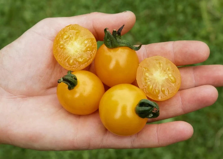 Bio-Tomate Sunviva 