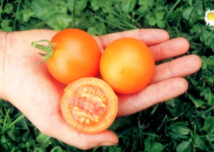 Bio-Tomate Auriga