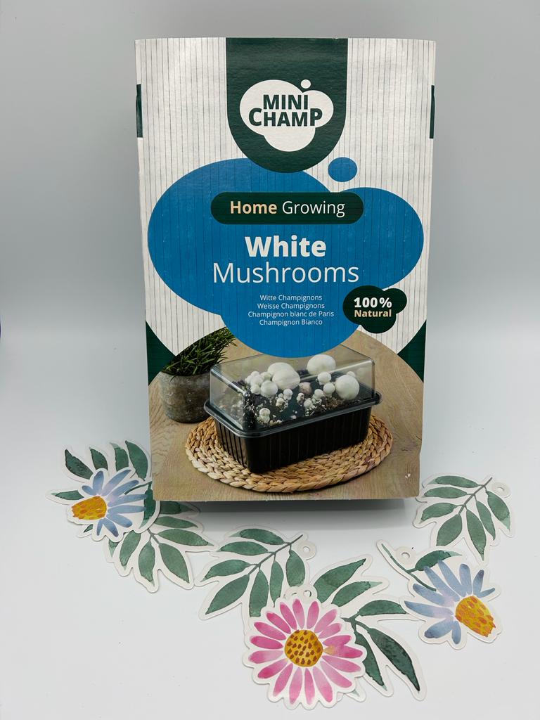 Mini Champ – Weiße Pilze