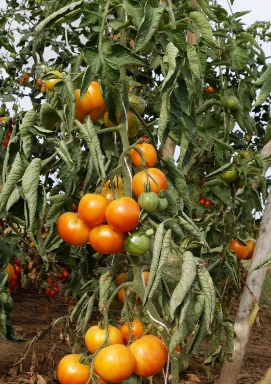 Bio-Tomaten-Juwel aus Oaxaca