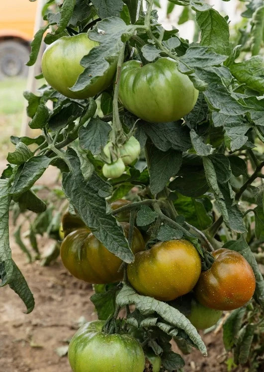 Bio-Tomaten-Ananori