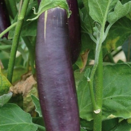 Bio-Aubergine Long Purple