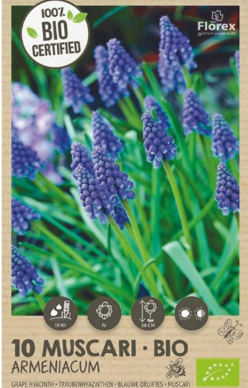 Muscari-blauwe druifjes-bloembollen