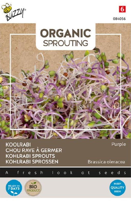 Organic Sprouting Kohlrabi Blue Purple 