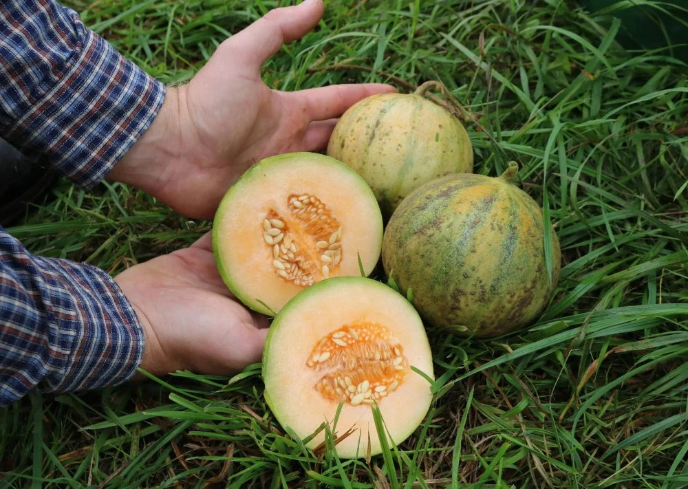 Biologische Meloen Cantaloupe