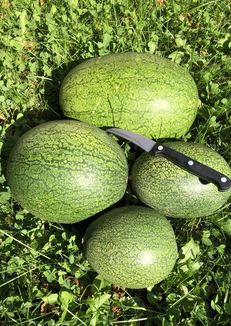 Bio-Wassermelonen-Solopoly