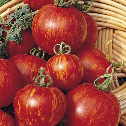 Bio-Tomaten-Tigerella