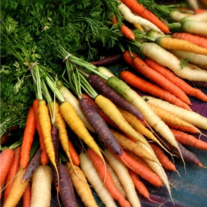 Bio-Karottenmischung